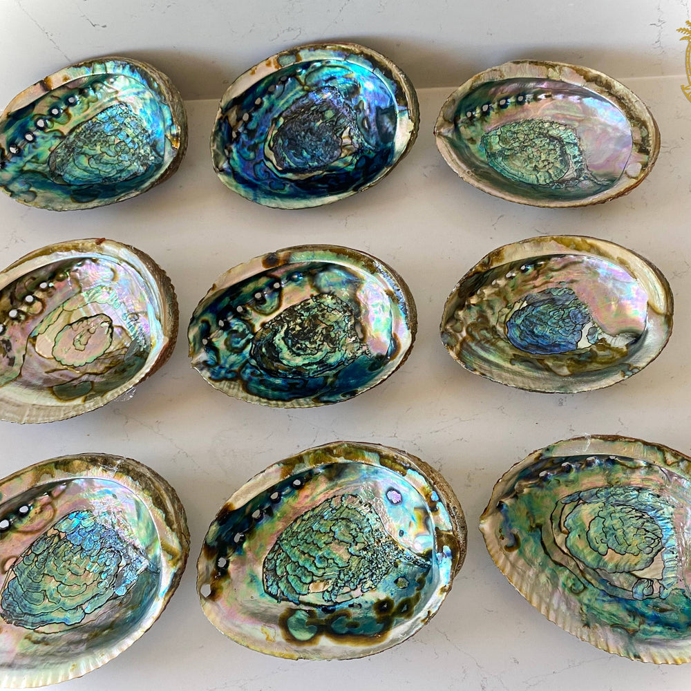 
                      
                        Abalone Shell Smudge Bowls (Large)
                      
                    