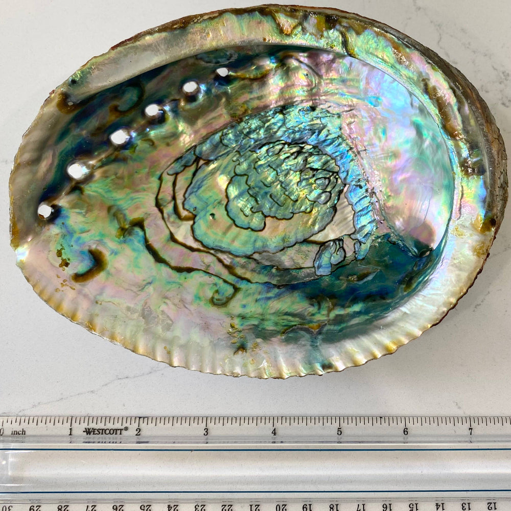 
                      
                        Abalone Shell Smudge Bowls (Large)
                      
                    